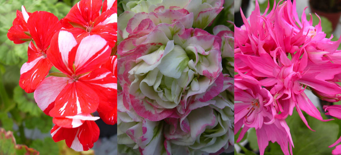 Pelargoner på Thurgården