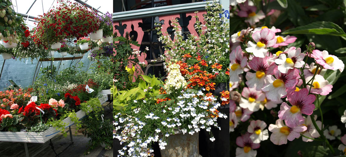 Sommarblommor på Thurgården